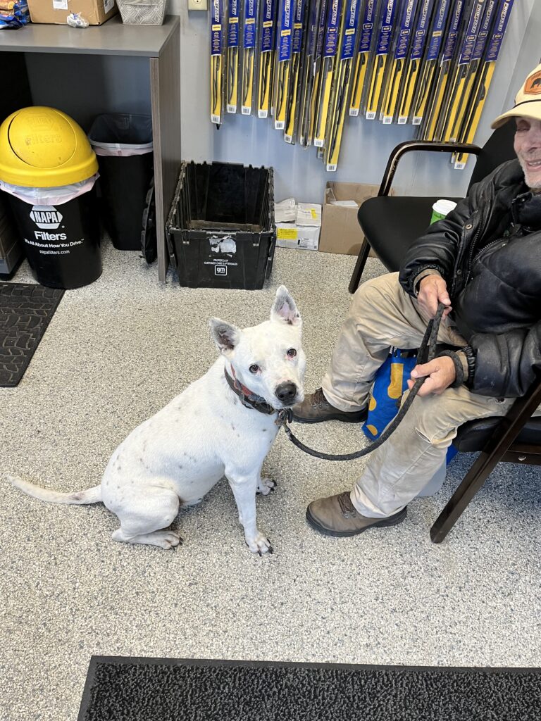 Cute dog in waiting room